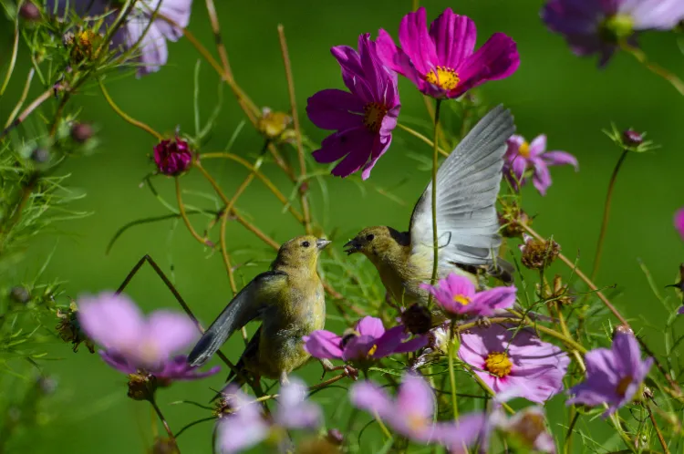 oiseaux sur les plantes dans le jardin