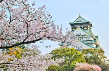 organiser un voyage au japon, cerisiers en fleurs, sakura