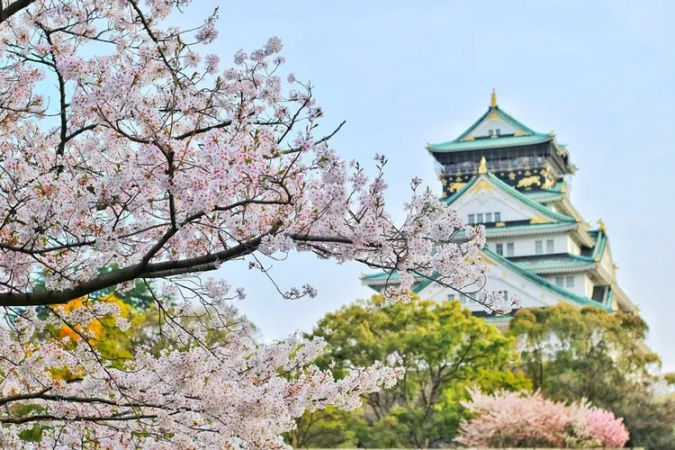 organiser un voyage au japon, cerisiers en fleurs, sakura