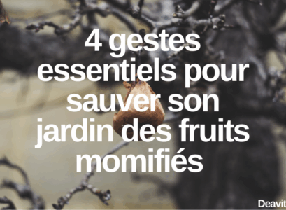 peut on jeter les fruits momifiés au compost