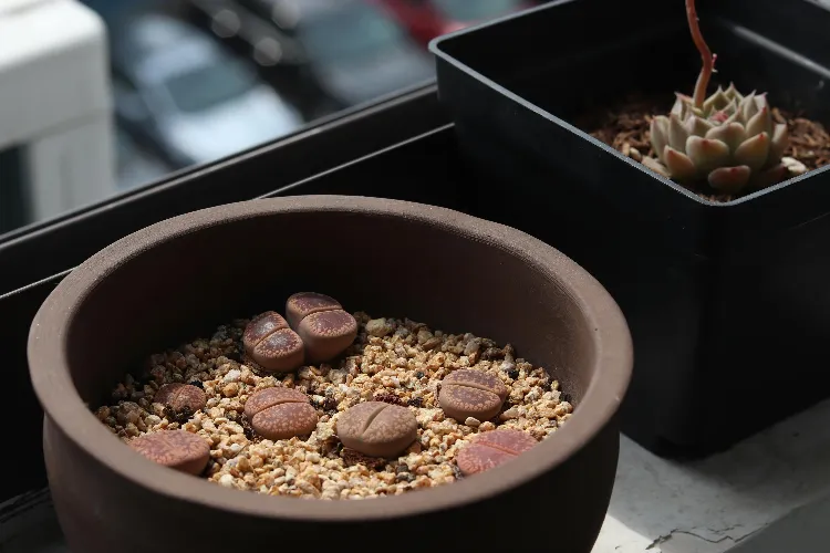 plante lithops ou pierres vivantes à cultiver à l'intérieur