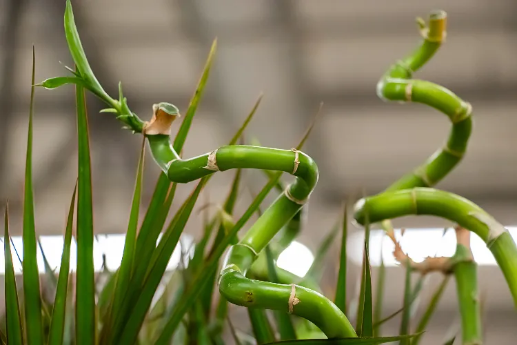 plante de bambou en pot