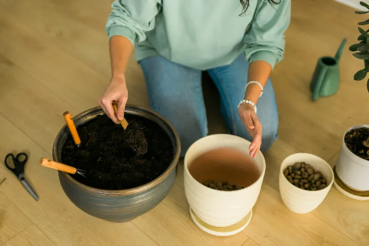 planter des pépins de mandarine dans un pot 2024