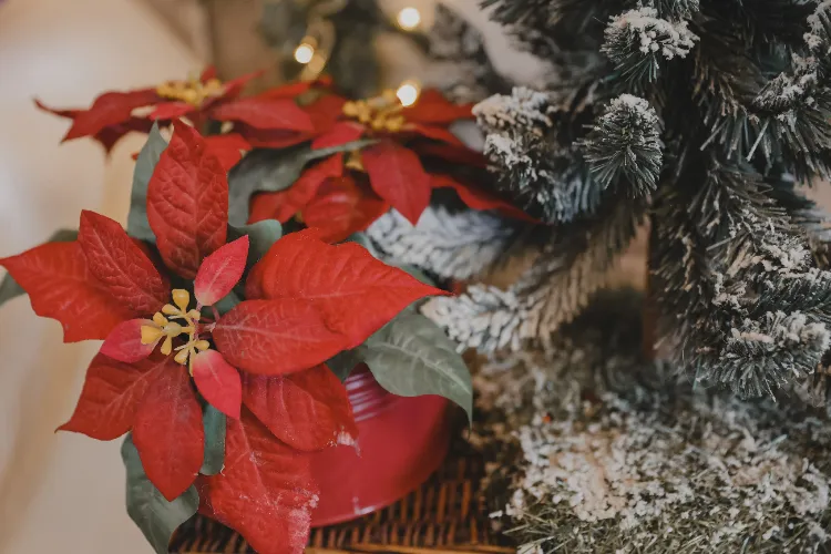 poinsettia et animaux de compagnie