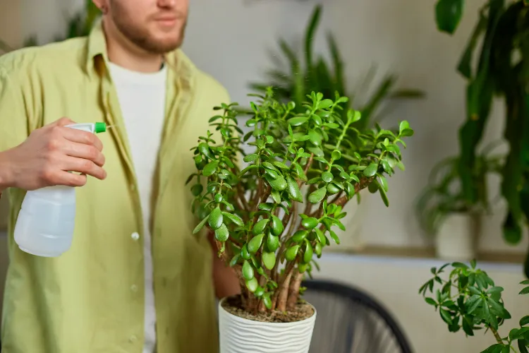 problèmes arbre de jade