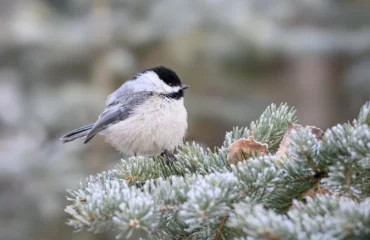 protéger les mésanges du froid