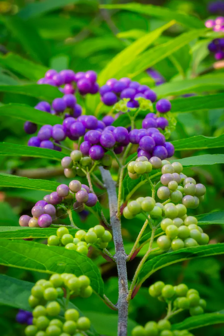 quand planter l'arbre aux bonbons