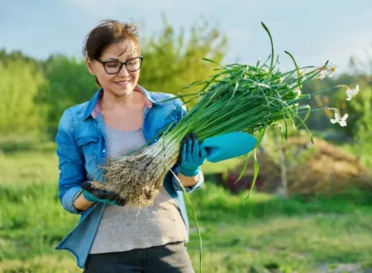 quand récolter les oignons verts