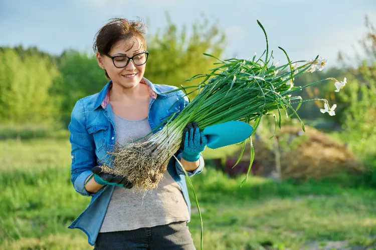 quand récolter les oignons verts