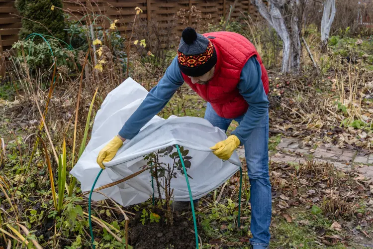 que faire au jardin en décembre 