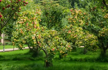 que ne faut il pas planter à côté des pommiers