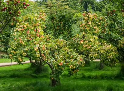que ne faut il pas planter à côté des pommiers