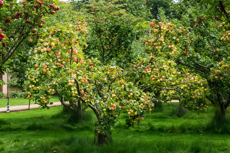 que ne faut il pas planter à côté des pommiers