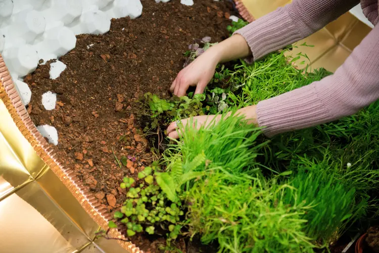 que planter au jardin en décembre fleurs potager 