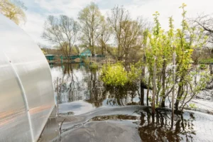 que planter en zone inondable