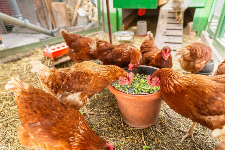 quelle friandise donner aux poules