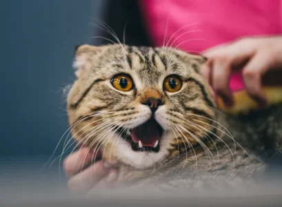 quelles astuces pour calmer un chat qui a peur des feux d'artifice