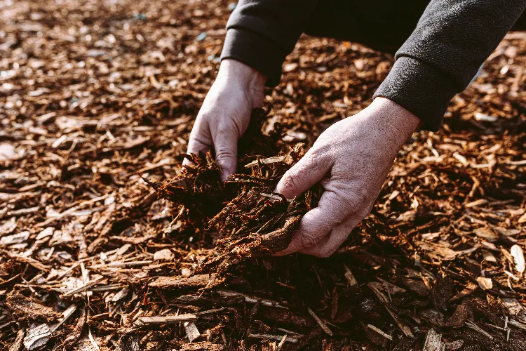 quelles plantes ne pas pailler