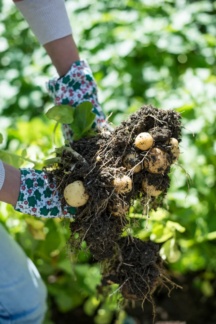 quelles sont les plantes à ne pas pailler