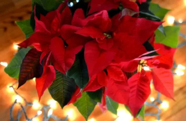 stimuler la pousse des feuilles de poinsettia