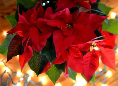 stimuler la pousse des feuilles de poinsettia