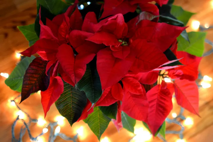 stimuler la pousse des feuilles de poinsettia