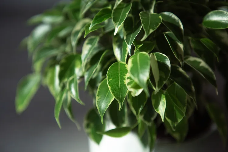 top 5 variétés de ficus