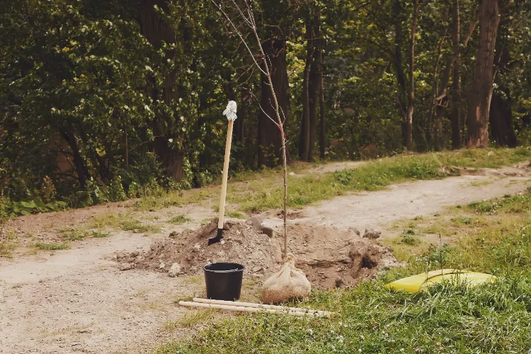 transplanter un arbre fruitier