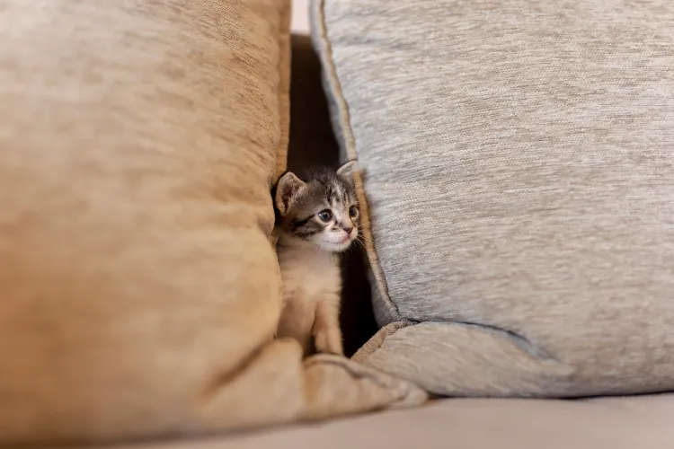 un chaton qui se cache derrière les coussins du canapé