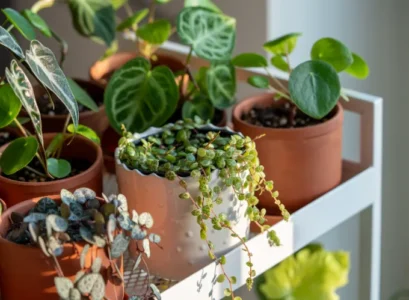une sélection de plantes d'intérieur qui restent petites