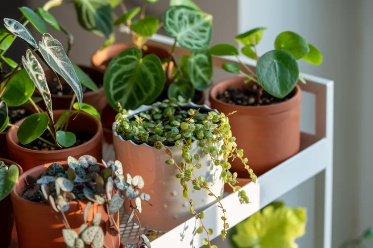 une sélection de plantes d'intérieur qui restent petites