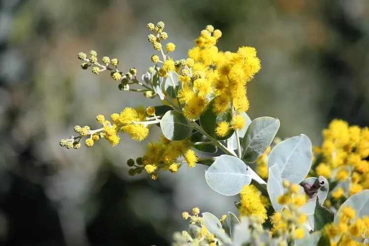 acacia podalyriifolia (a. moutteana) petit arbre à croissance rapide