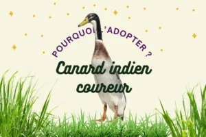 canard indien coureur