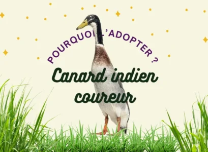 canard indien coureur