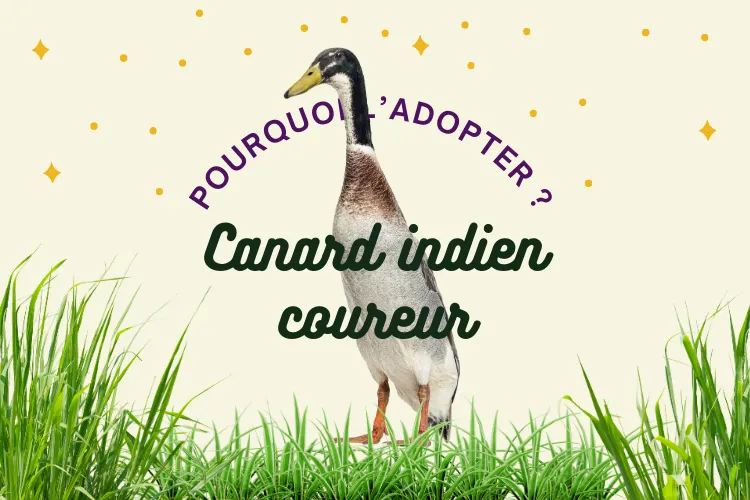 canard indien coureur