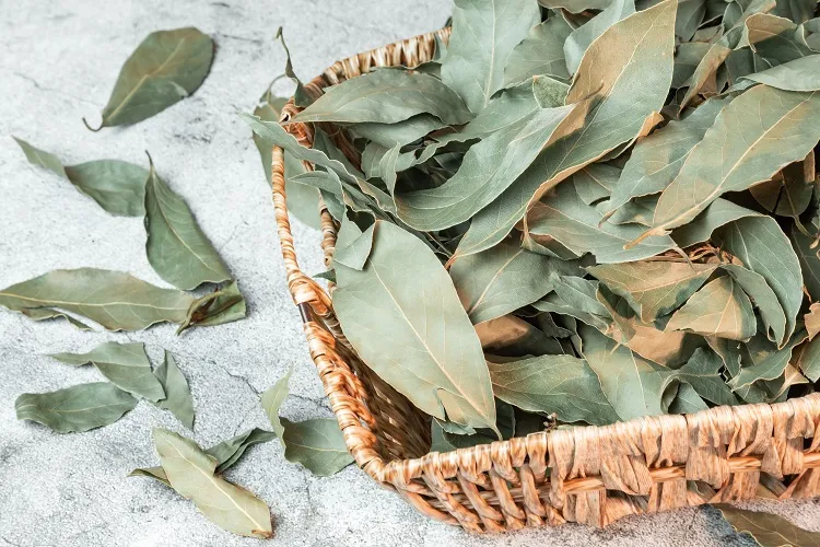 Comment utiliser les feuilles de laurier dans la cuisine ?