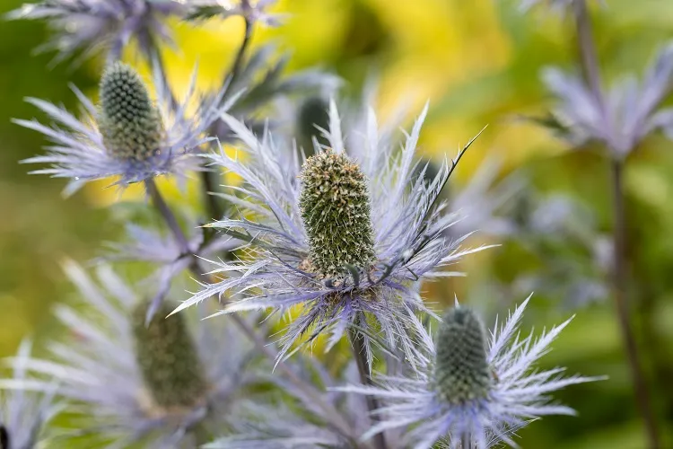 eryngium giganteum plante tendance 2025