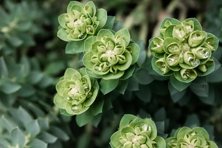 euphorbe characias (euphorbia characias)