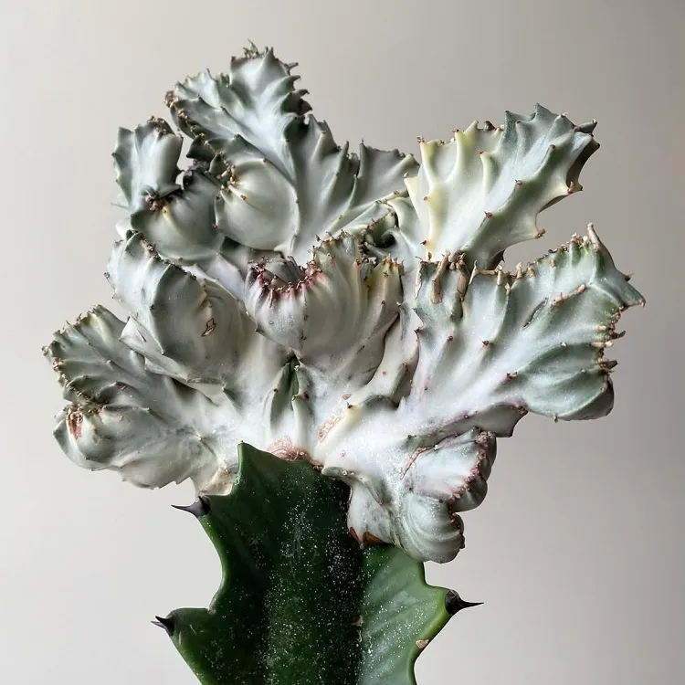 euphorbia lactea comment prendre soin de cette plante insolite