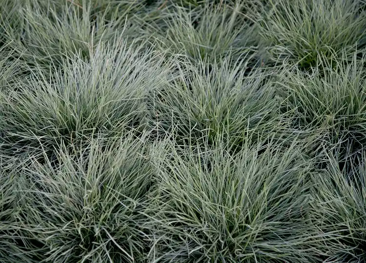 fétuque bleue (festuca glauca) petite graminée persistante