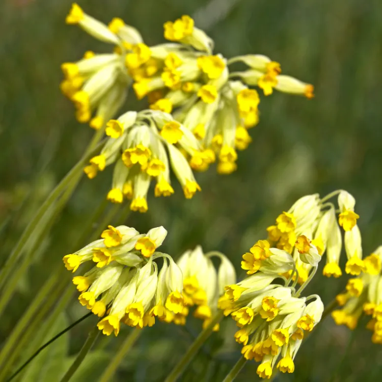 la jacinthe du cap