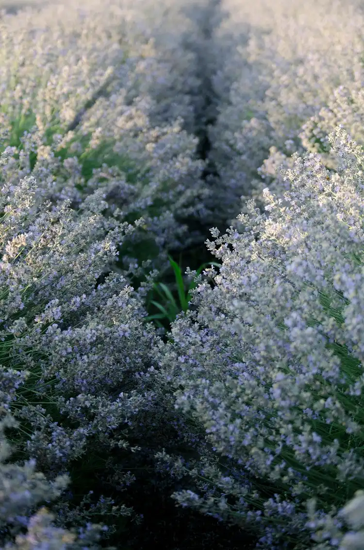 lavande (lavandula) plante à feuilles de couleur bleu gris