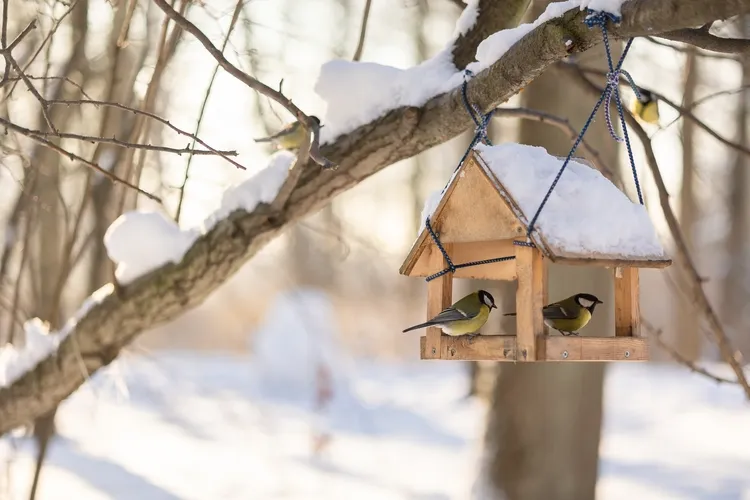 mangeoire pour nourrir les oiseaux en hiver