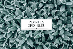 plantes gris bleu