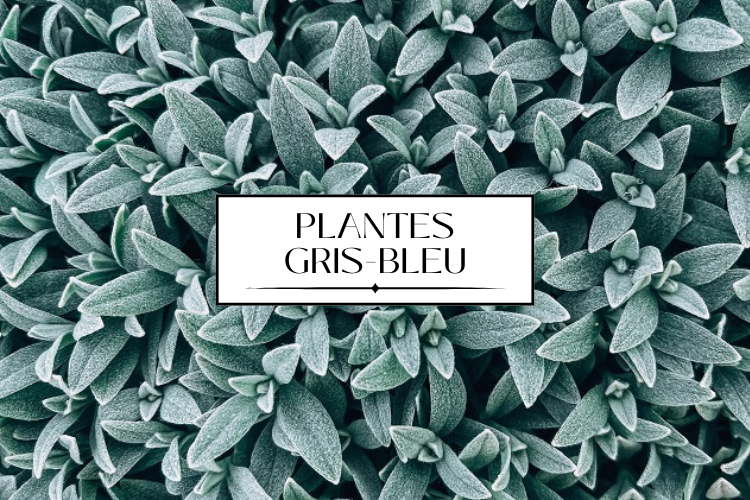 plantes gris bleu