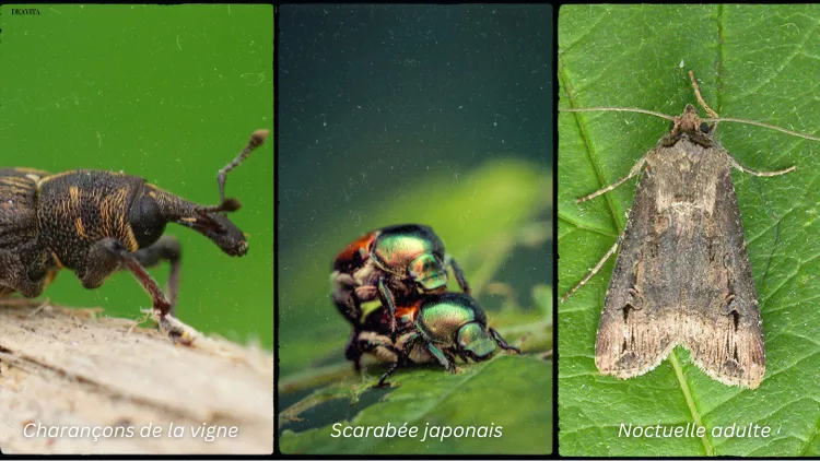 Quels insectes mangent les feuilles de magnolia ?