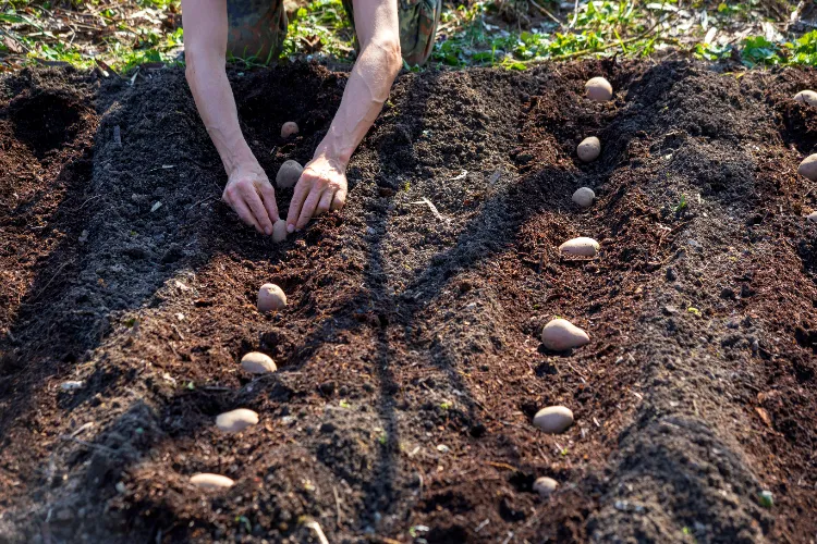 quels sont les endroits où il ne faut pas planter de pommes de terre