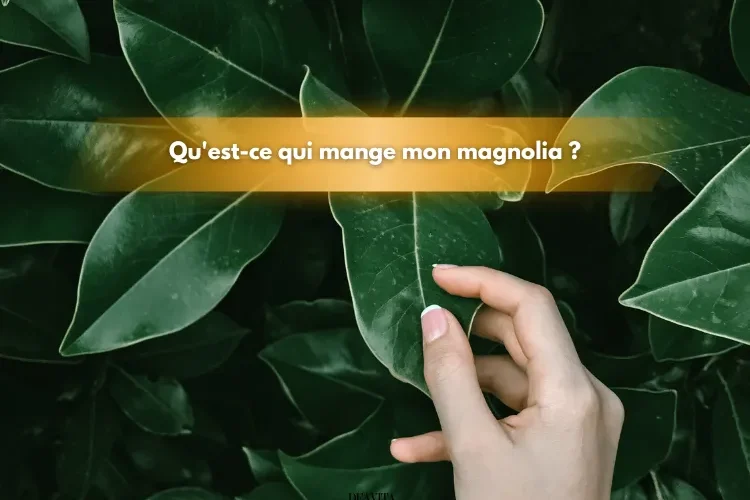 qu'est ce qui mange mon magnolia