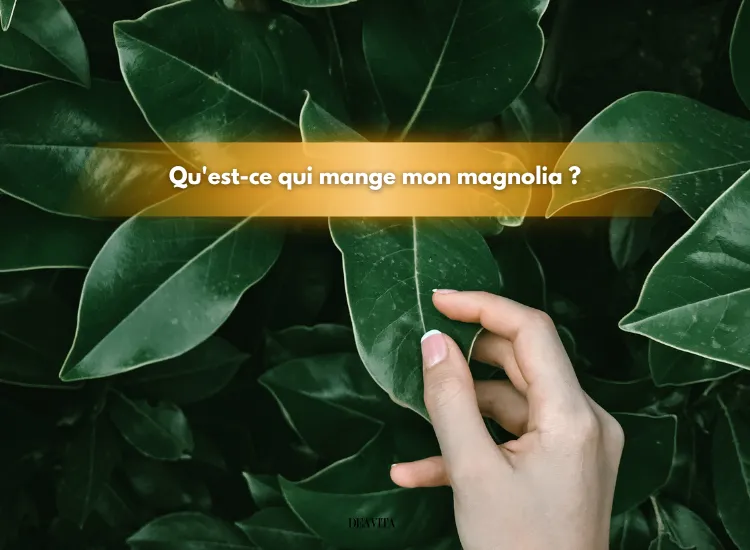 qu'est ce qui mange mon magnolia