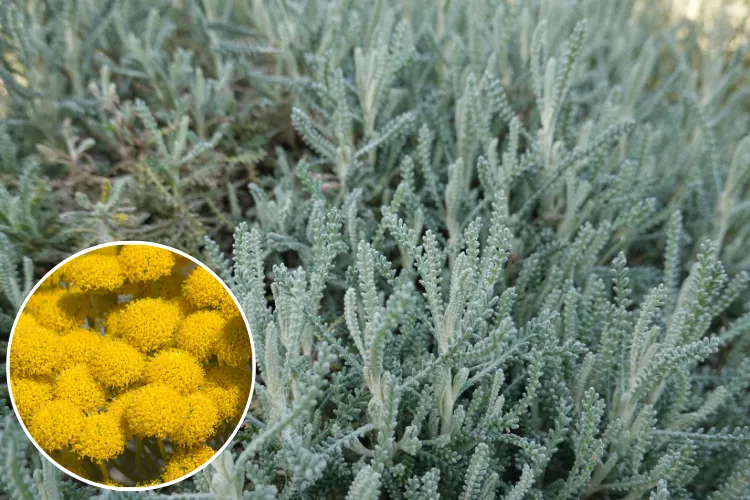 santoline grise (santolina chamaecyparissus) arbrisseau au feuillage persistant